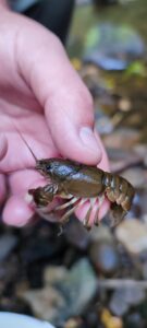 Small white crawyfish held in a hand. 