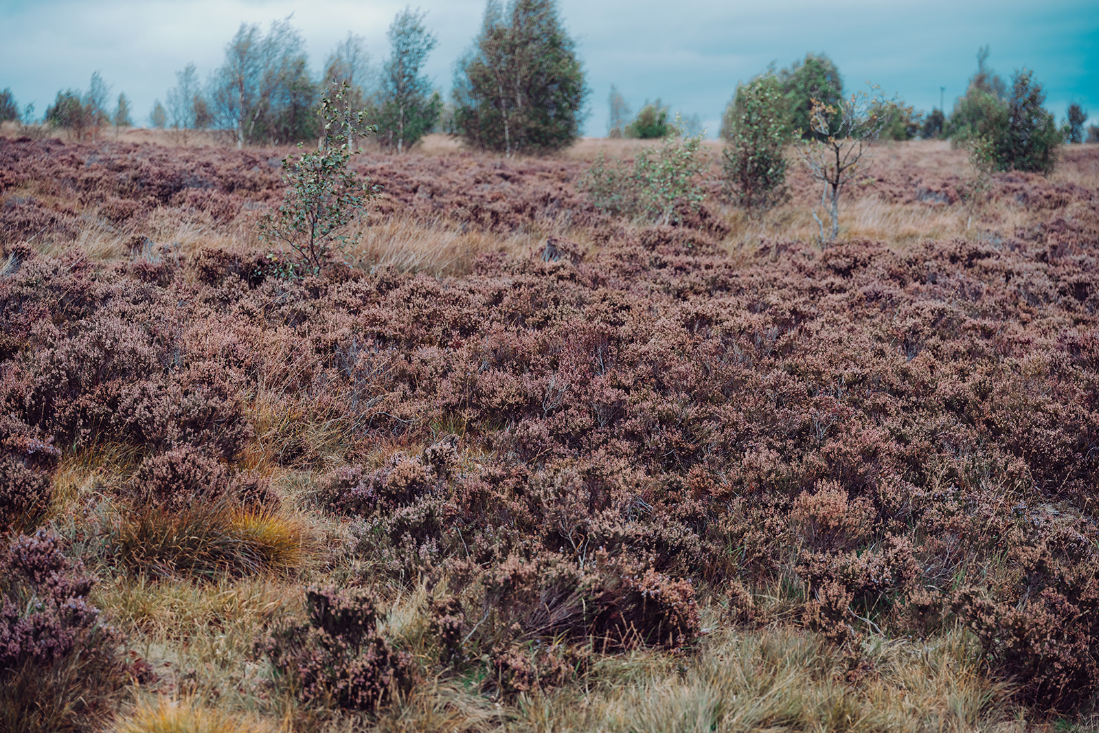 Norland Moor landscape with heather and trees.