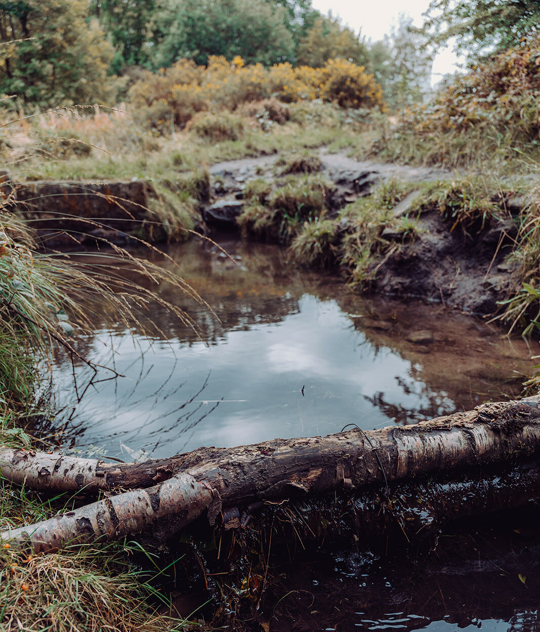 Leaky Dam at Annabut Lee Farm. A small natural flood management feature with a log placed across a shallow stream, creating a pool surrounded by grass and vegetation.
