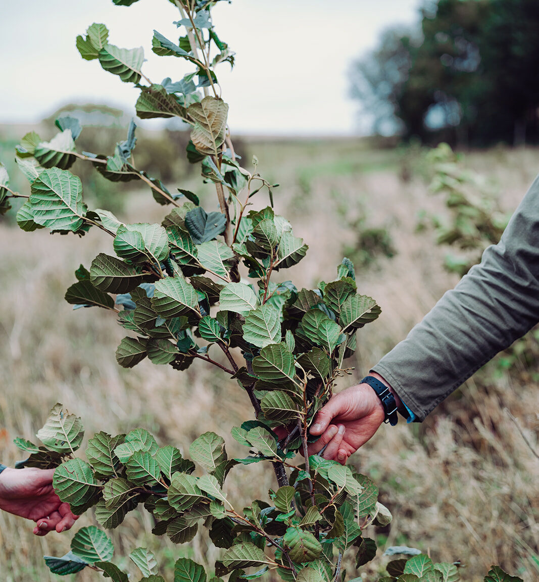 Hands inspecting a young tree planted as part of Natural Flood Management work at Annabut Lee.