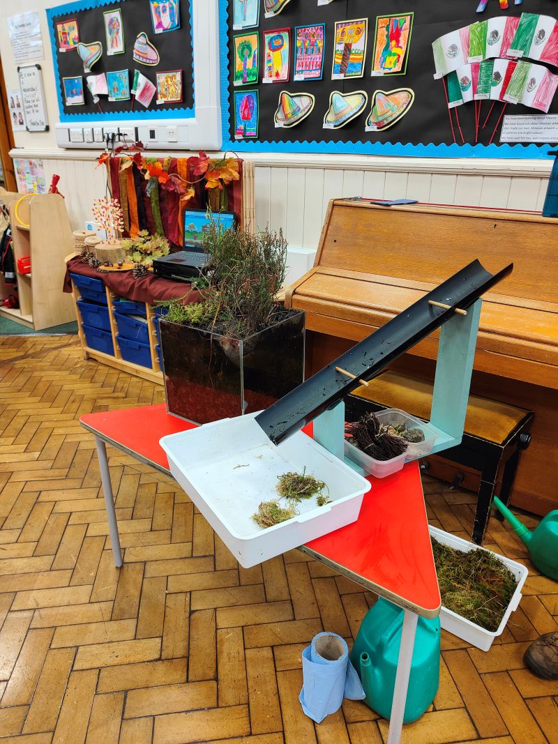 A classroom setup showing a Sphagnum moss experiment on a red triangular table. On the table is a white tray containing pieces of Sphagnum moss, with a sloping black plastic gutter fixed to a light‑blue wooden frame positioned above it to demonstrate how water flows through different materials. Behind the table are additional trays of vegetation and a clear container holding heather or similar moorland plants. The room has a wooden floor and a piano against the wall, with colourful children’s artwork displayed on the bulletin boards in the background. The scene suggests a hands‑on school activity related to peatland or water‑retention experiments.