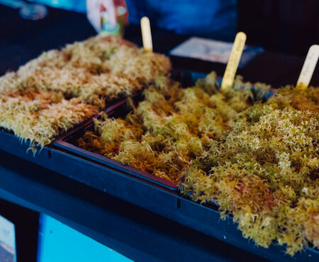 Sphagnum moss