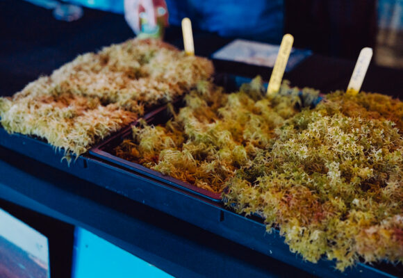 Why and how to grow sphagnum moss