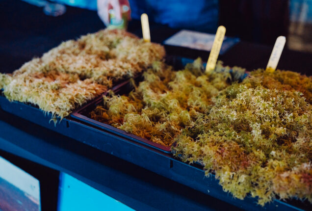 Sphagnum moss in a tray with labels to identify the variety.