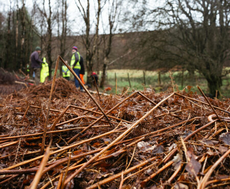 Close‑up of dried bracken on the ground at Hardcastle Crags, with several people in high‑visibility clothing working in the blurred background among trees.