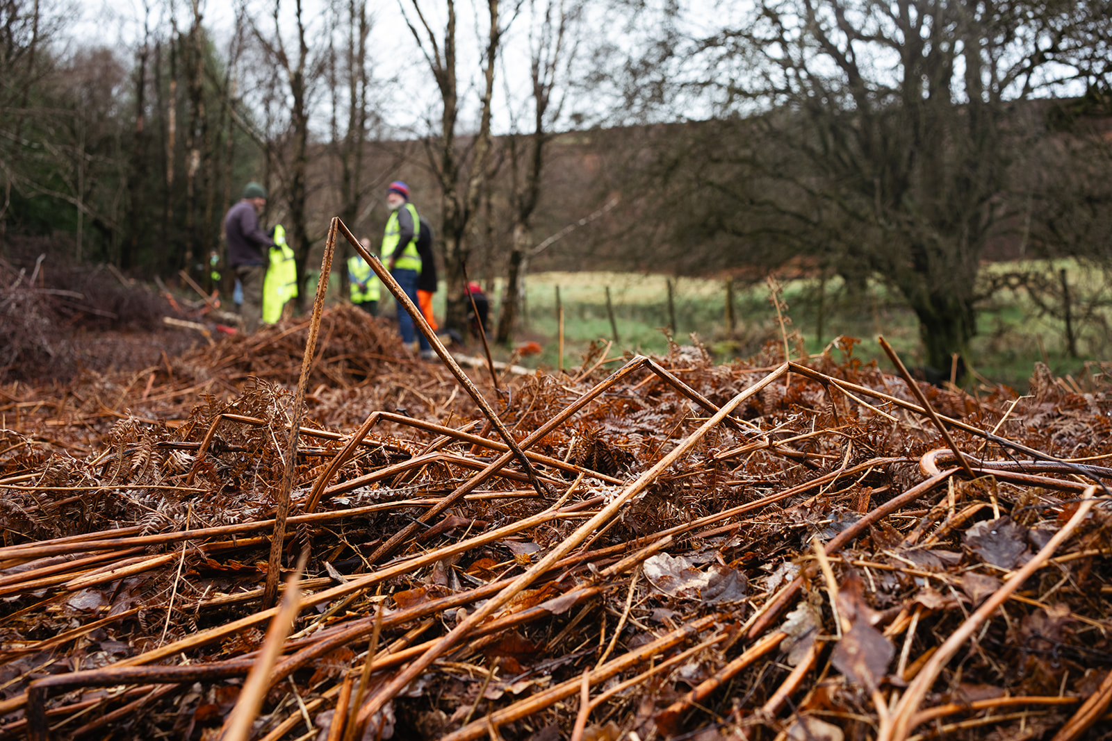 Close‑up of dried bracken on the ground at Hardcastle Crags, with several people in high‑visibility clothing working in the blurred background among trees.
