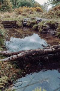 A leaky dam made of a fallen birch branch across a slow-moving stream. The surrounding ground is muddy with tufts of wild grass.