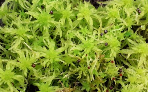 A detailed close-up of vibrant green and orange-tipped sphagnum moss showing small, rounded spore capsules (sporophytes) emerging from the damp foliage.