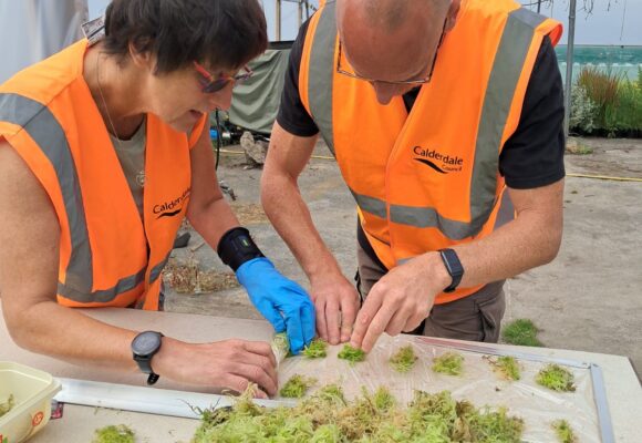 How and why to grow sphagnum moss