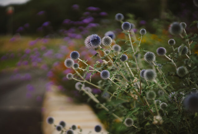 Close-up view of vibrant purple globe thistles and wild flowers growing along a stone wall border at the entrance to Wellholme Park.