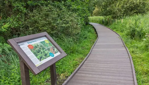 Boardwalk through a wetland nature area, with an information sign and lush green vegetation.