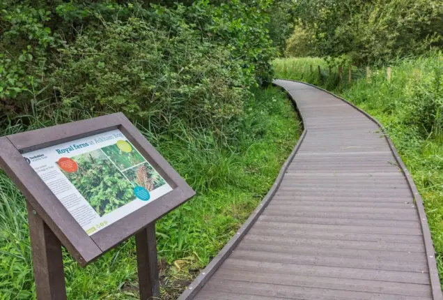 Boardwalk through a wetland nature area, with an information sign and lush green vegetation.