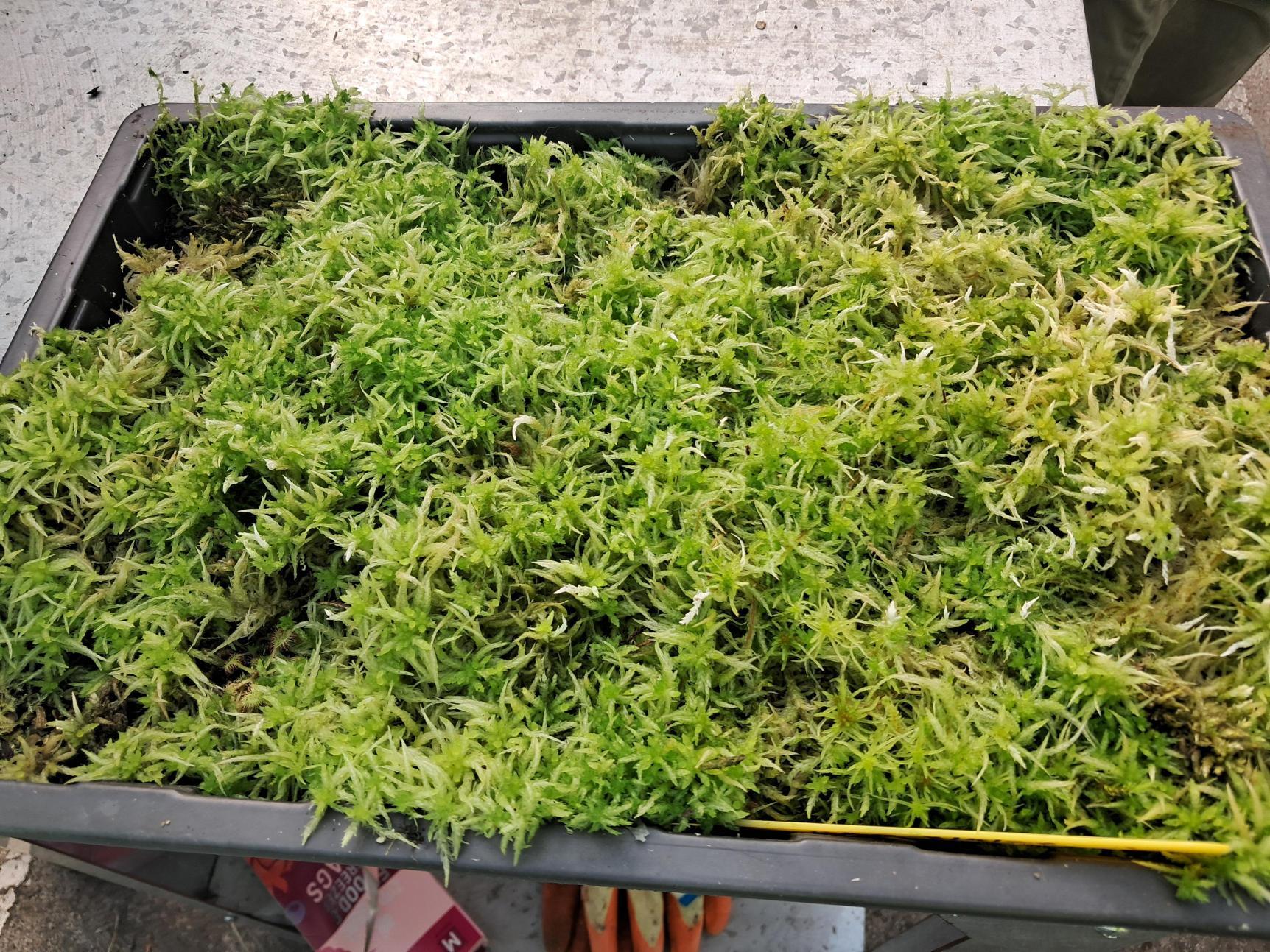 Tray of sphagnum moss
