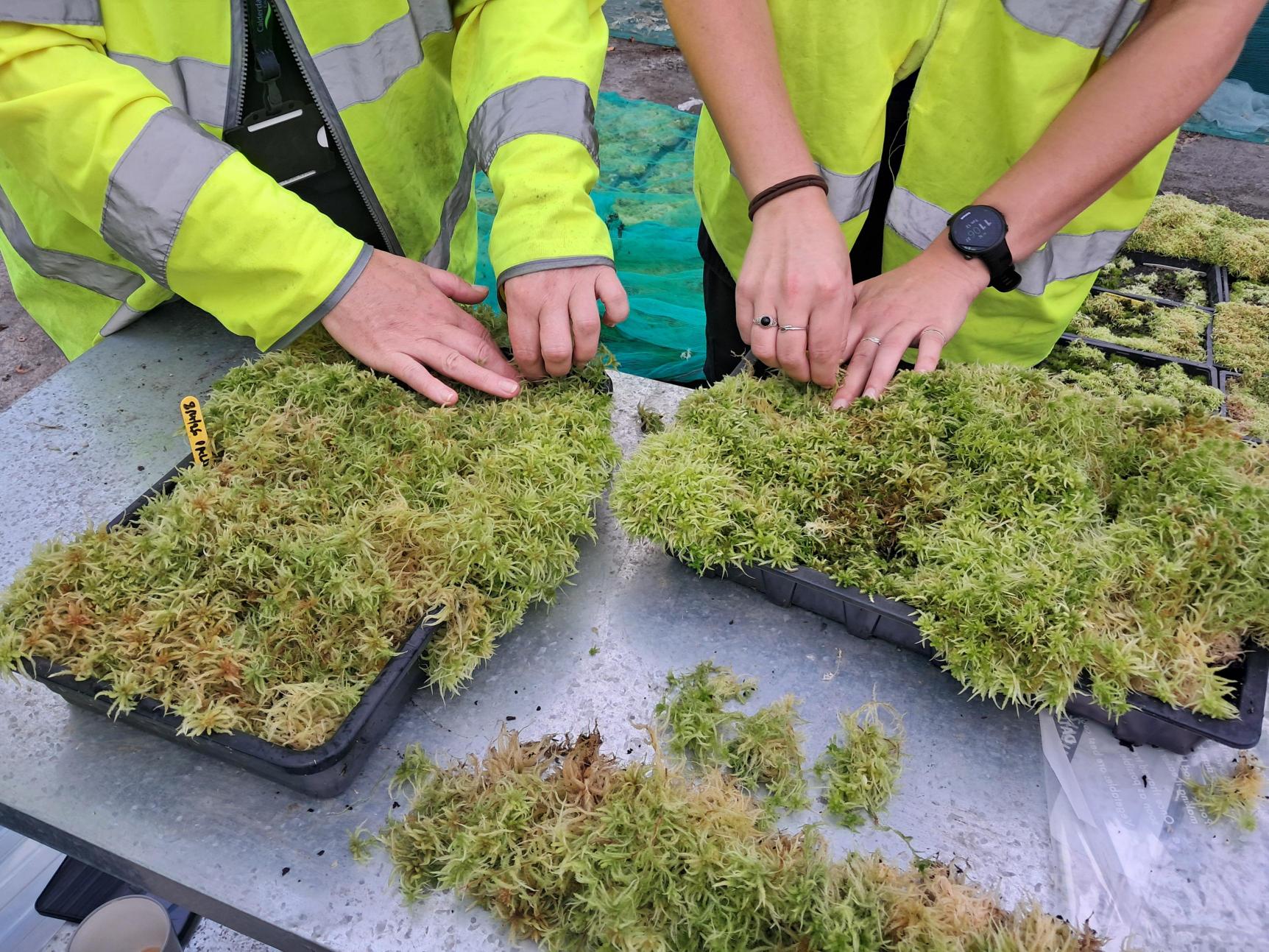 Volunteer hands in sphagnum moss