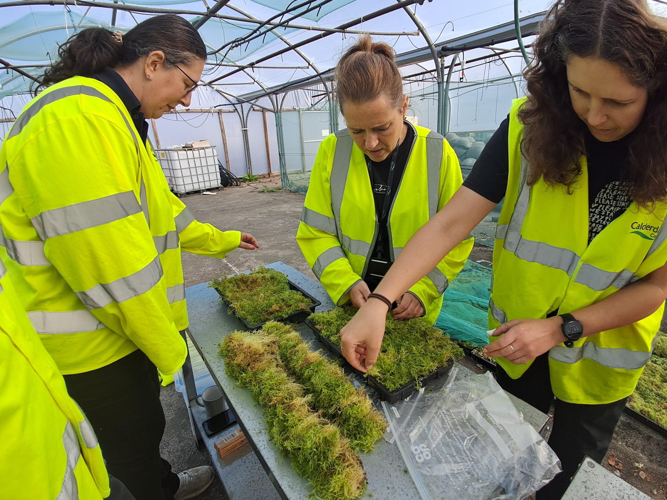 Volunteers at the sphagnum moss project