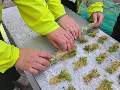 Volunteers at the sphagnum moss project