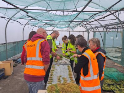 Volunteers at the sphagnum moss project