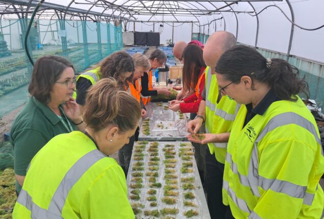 Volunteers at the sphagnum moss project